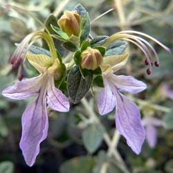 Teucrio, Olivillo, Salvia amarca